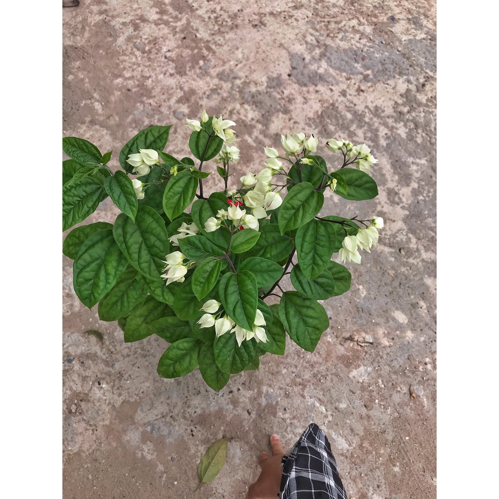Cây hoa ngọc nữ ⚡️GIÁ GỐC TẠI VƯỜN⚡️ cao 40cm, hoa sum suê bắt mắt phát triển mạnh, thích hợp trang trí sân vườn