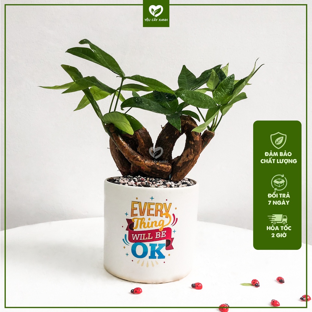 Cây Kim Ngân Nơ để bàn chậu men sứ (lọc không khí, cây phong thuỷ)