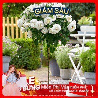 Hạt Giống Hoa Hồng Thân Gỗ - 10 Hạt / Gói ( Hàng Loại 1 )