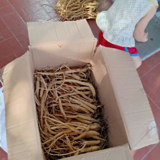 Sâm dây Ngọc Linh size to