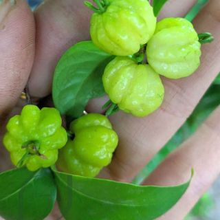 Cây surinam cherry