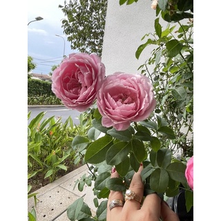 Hoa Hồng ngoại souer thơm bền