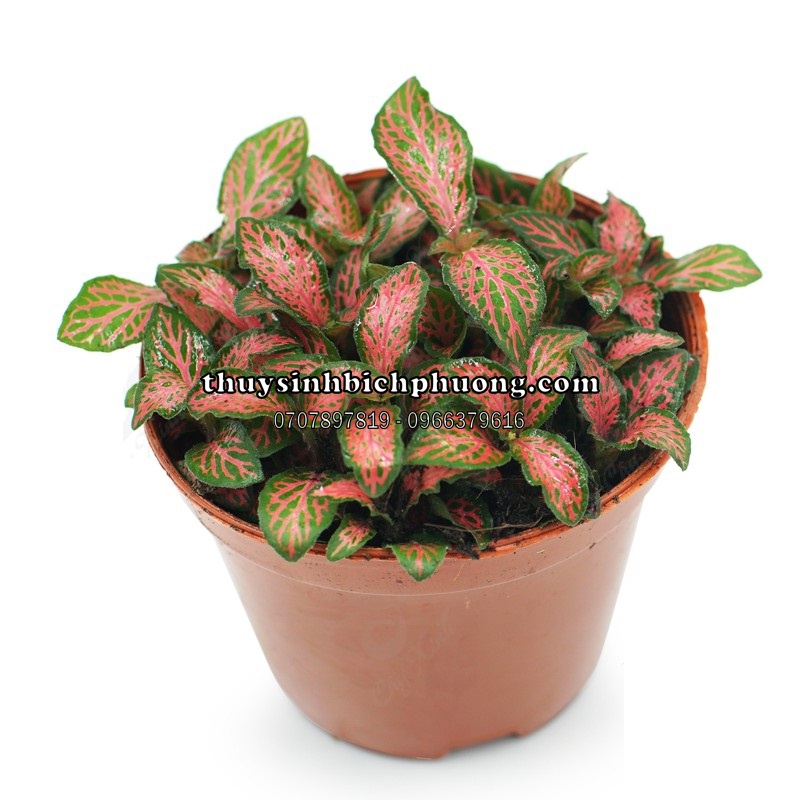 CÂY CẨM NHUNG - CÂY THỦY SINH CHO HỒ CÁ THỦY SINH