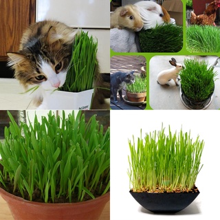 100Gr Hạt Giống Cỏ Lúa Mì Đỏ Cỏ Mèo Wheatgrass