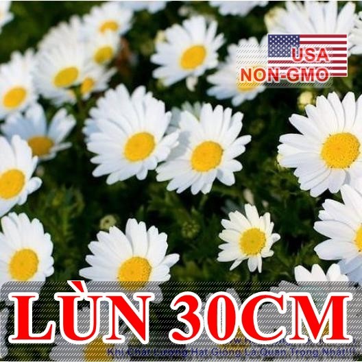 50h Hạt Giống Hoa Cúc Chi Trắng Siêu Lùn Creeping 30cm (C3.203| B25*V15)