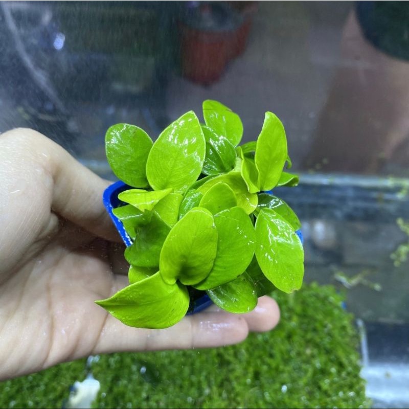 Ráy lá nhọn, ráy lá tròn, ráy lá vàng, trầu bà thái,  Các loại cây dễ trồng không cần nhiều co2. Có thể gắn lên đá lũa.