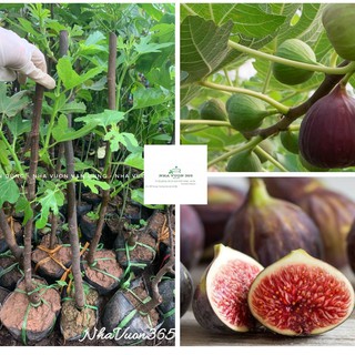 Cây giống sung mỹ nhập khẩu kết trái chỉ sau vài tháng trồng có sẵn (ảnh thật cây giống tại vườn)