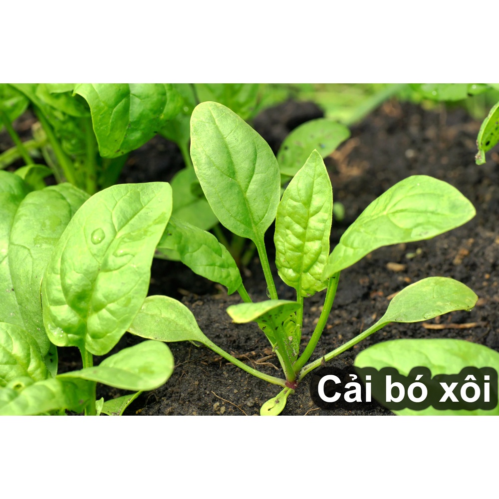 (Gói  20g) Hạt Giống Cải Bó Xôi(Rau Chân Vịt) -Tổng kho hạt giống giá rẻ