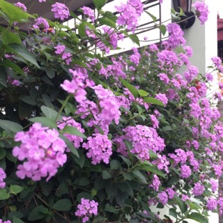 🌷 3 Cốc giống cúc ngũ sắc tím rủ 🌷