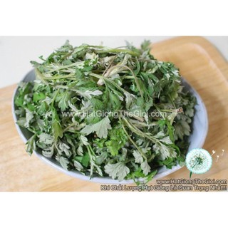 500.HẠT Hạt Giống Ngải Cứu Nhật Bản (| A4*V65)