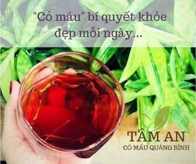 Cỏ máu Tâm An địa chỉ: Mỹ Đức, Sơn Thủy, Lệ Thủy, Quảng Bình