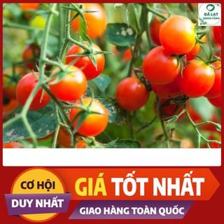 🍅 CÀ CHUA BI ĐỎ_30 HẠT🍅