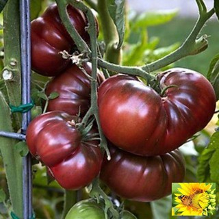 Gói 30 hạt giống cà chua socola