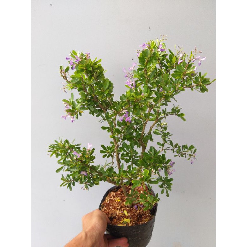Linh Sam siêu bông dạng phôi