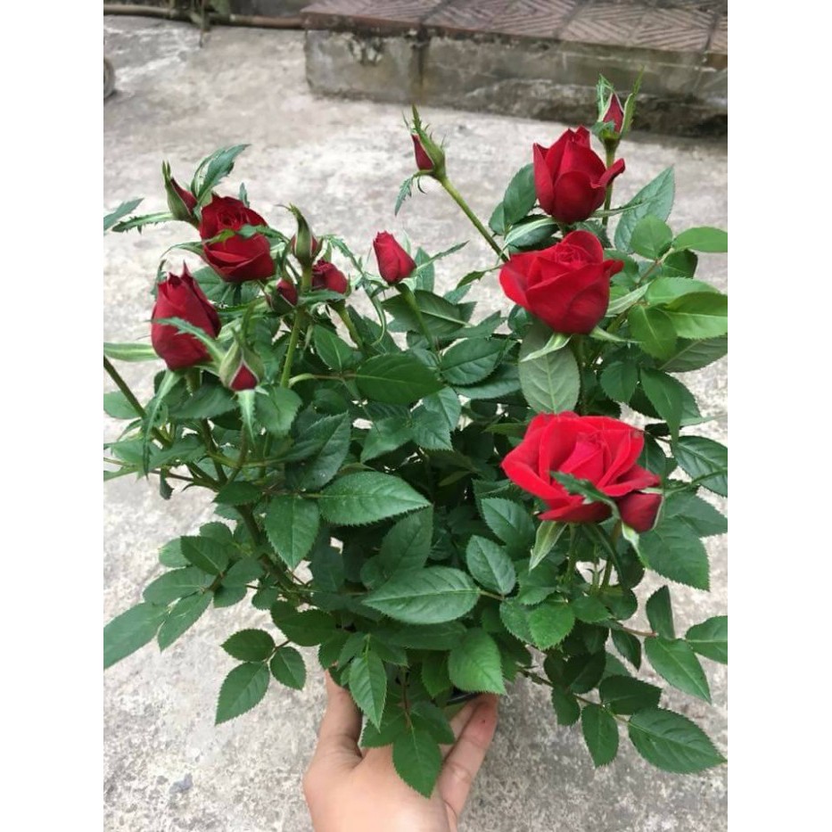 Gói 20 hạt Hoa hồng siêu nụ hoa - hoa đẹp ĐẾN MÙA TRỒNG TẾT