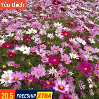 1kg hạt giống hoa cánh bướm ,hoa sao nháy.hàng chuẩn