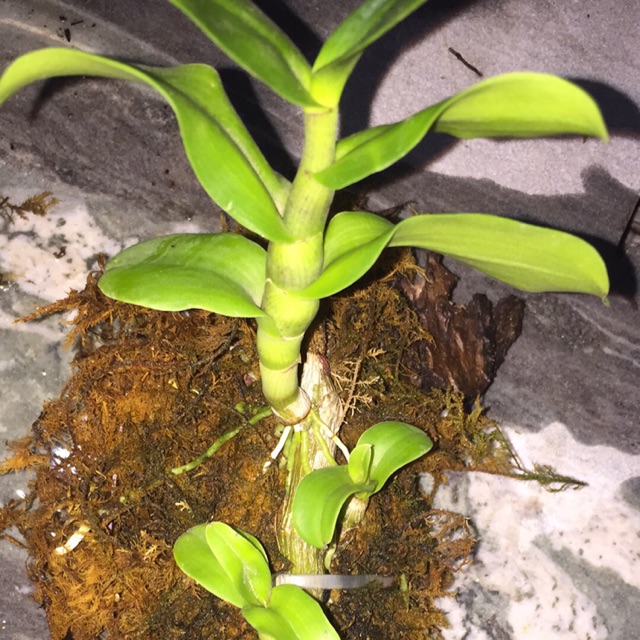 Phi điệp lá mít phú thọ
