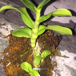Phi điệp lá mít phú thọ
