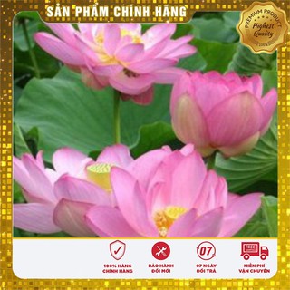 Hạt Giống Sen Hồng Việt Nam(10 hạt)