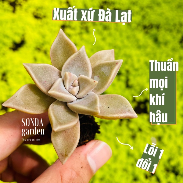 Sen đá đá ma SONDA GARDEN size mini 2.5-4cm, xuất xứ Đà Lạt, khoẻ đẹp, lỗi 1 đổi 1