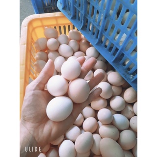 Trứng Gà Ác Tươi (Gà Ri)