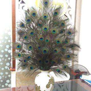 30 Lông công 95-100cm mắt vừa