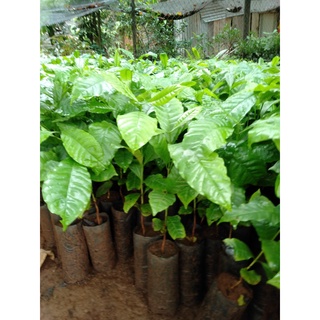cây giống cà phê