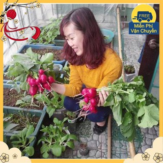 Hạt Giống Củ Cải Đỏ F1