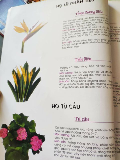 Tài liệu dạy cắm hoa tại nhà