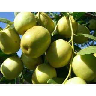 COMBO 2 Cây Táo Đào Vàng( combo 2 cây)