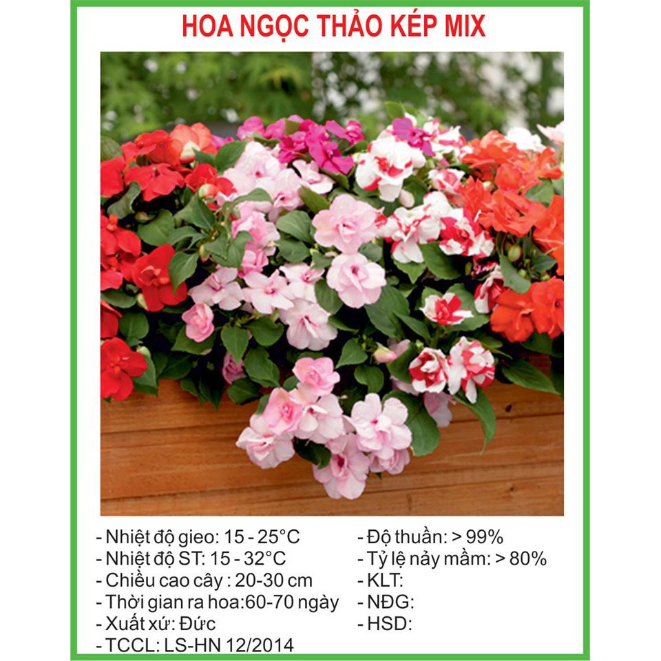 Hạt Giống Hoa Ngọc Thảo Kép mix