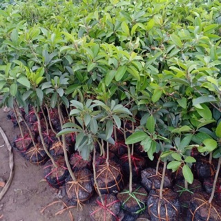 Cây hồng xiêm xoài cây cao to, bầu to