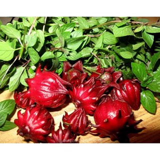 HẠT CÂY GIẤM, HOA ATISO ĐỎ - GÓI 2 GRAM