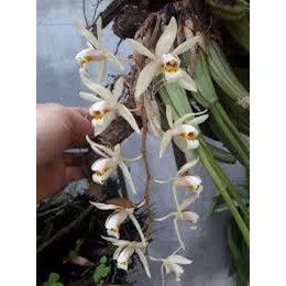 Hoa Lan Thanh Đạm rừng Tây Bắc