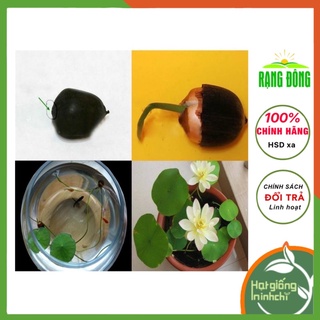 Hạt giống hoa sen nhật mini mic (nhiều mầu) Rado