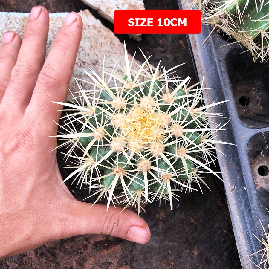 Sale 50% siêu rẻ Xương rồng KIM HỔ Size 10-20cm