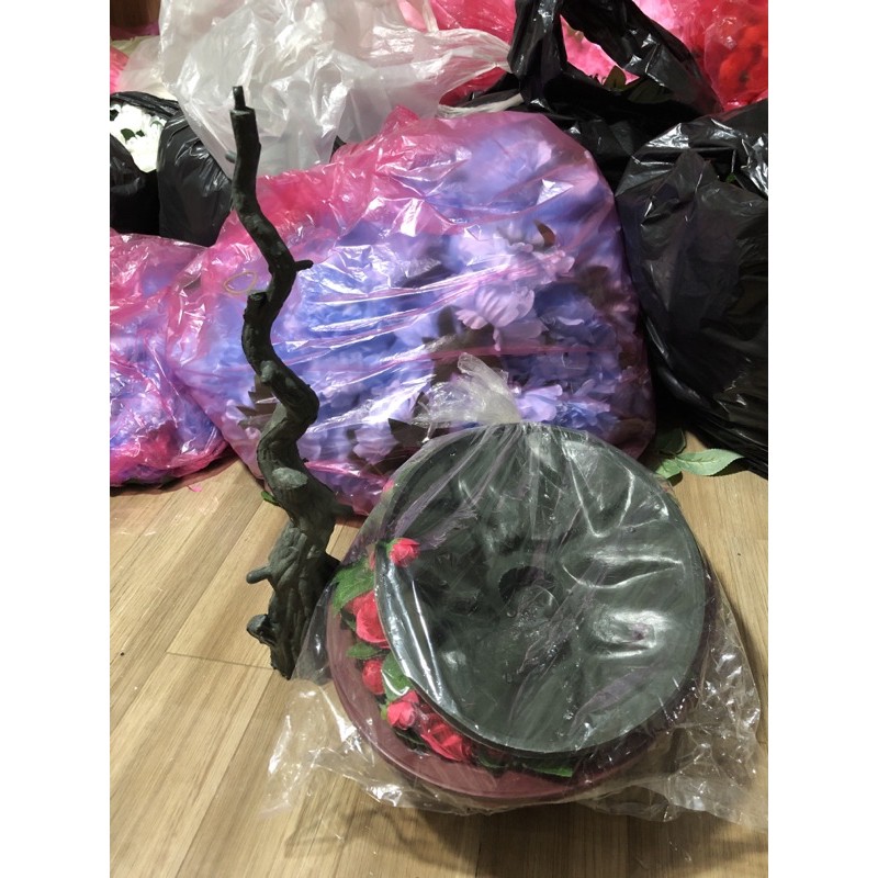 cây Hồng cao ~ 90 cm