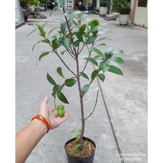 (VHST - GIAO 1-3H) Cây THANH TRÀ cao 60-80cm.