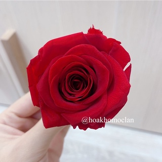 Đầu bông hoa hồng thật 100% bất tử không tàn dùng làm handmade, cắm hoa khô trang trí decor chụp ảnh sản phẩm