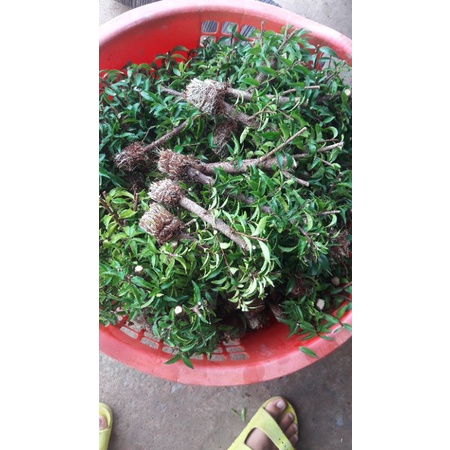 Nhánh chiết mai chiếu thủy trung nu lá trung