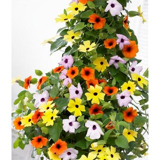 Bán Hoa Mắt huyền (mắt nhung) tại Hạt Giống Bốn Mùa