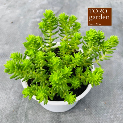 Sen đá sedum rong biển Đà Lạt size trung bình cây cảnh trang trí nhà cửa Toro garden