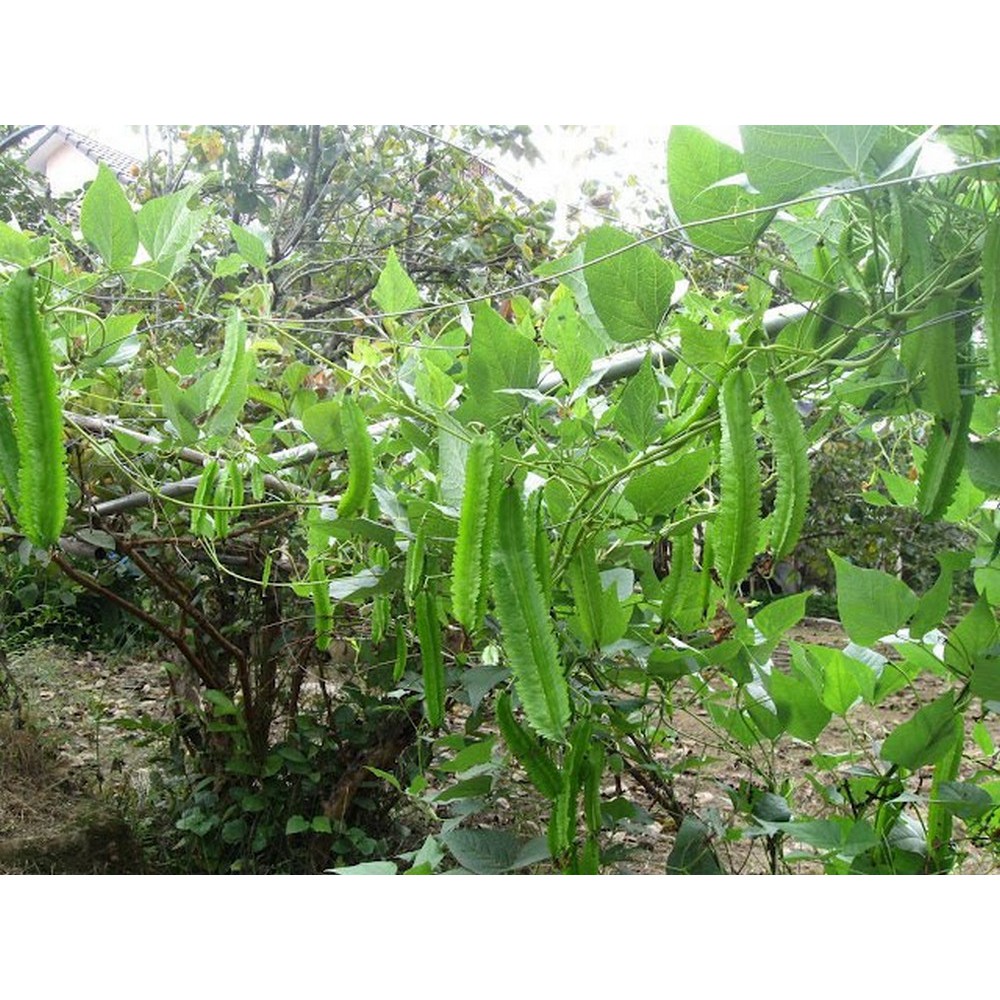 Hạt giống Đậu rồng
