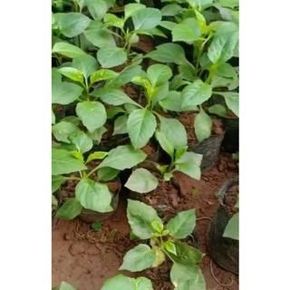 hoa thược dược combo mick ạ 10 cây