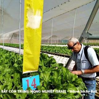 Miếng dính vàng Bẫy côn trùng ISRAEL (Combo 5 mét), ngang 18cm x Dài 5m x 2 mặt keo để bẫy côn trùng trong nông nghiệp
