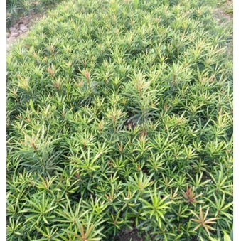 CÂY TÙNG LA HÁN giống