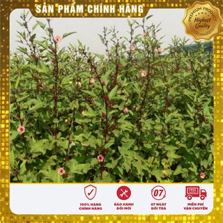 Hạt giống Hoa Atiso đỏ ( Bụt giấm 10 HẠT )