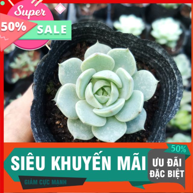Sen đá hoa hồng trắng mới