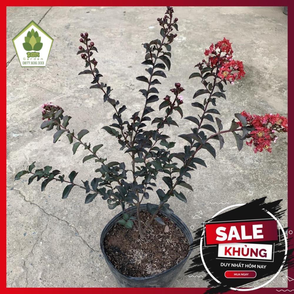 Cây hoa tường vi đỏ huyết long cao 30-45cm, cây hoa cảnh nở hoa rực rỡ, trồng trang trí sân vườn, công viên và ban công