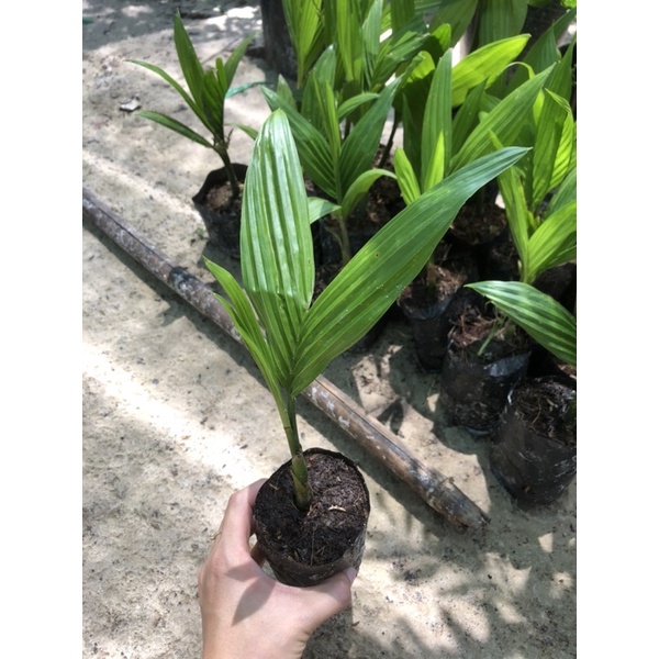 Cây giống cau ta